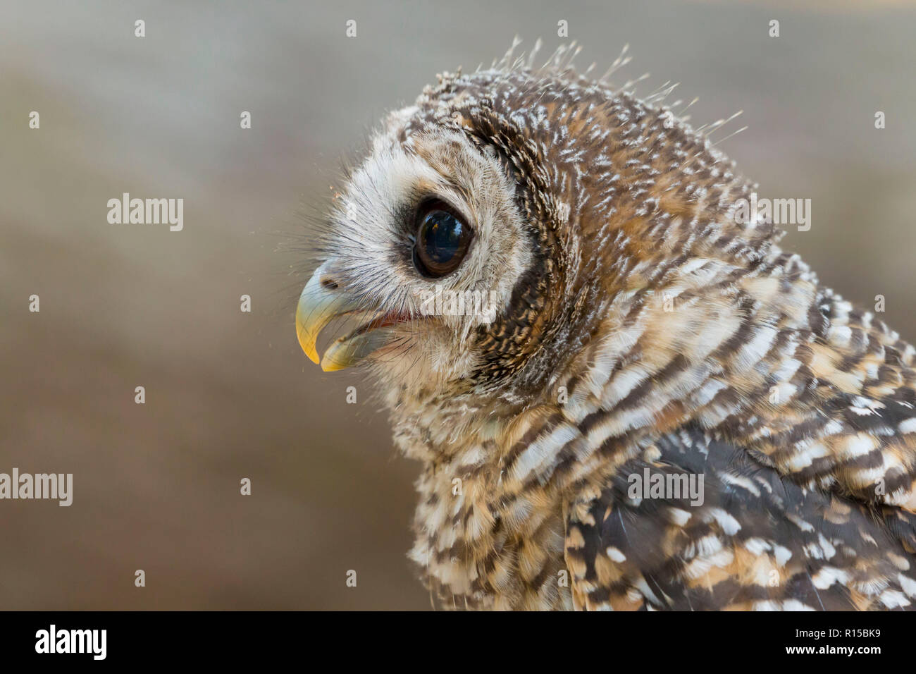 Portrait d'un jeune Chaco Owl (Strix chacoensis) Banque D'Images