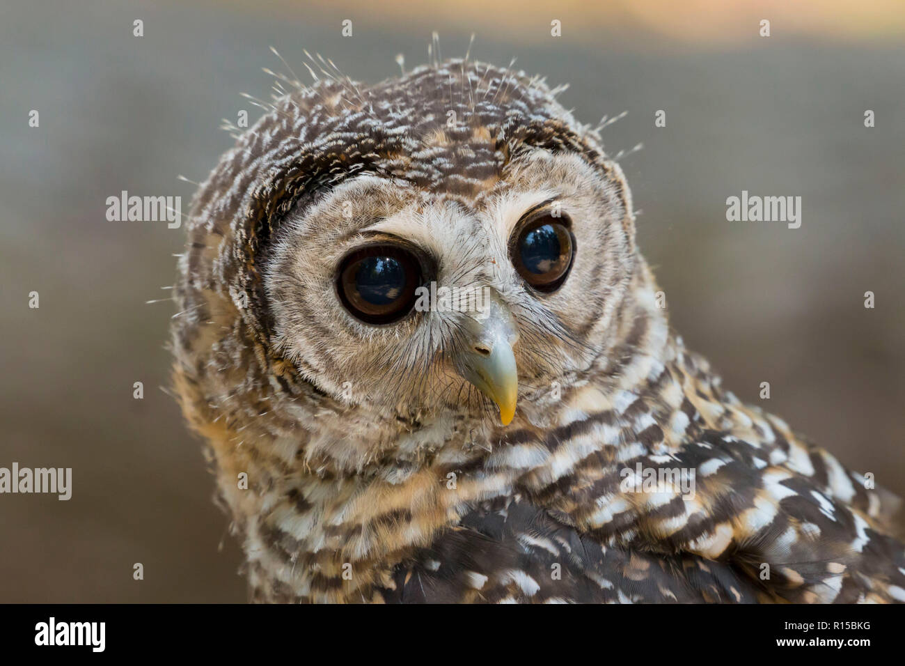 Portrait d'un jeune Chaco Owl (Strix chacoensis) Banque D'Images