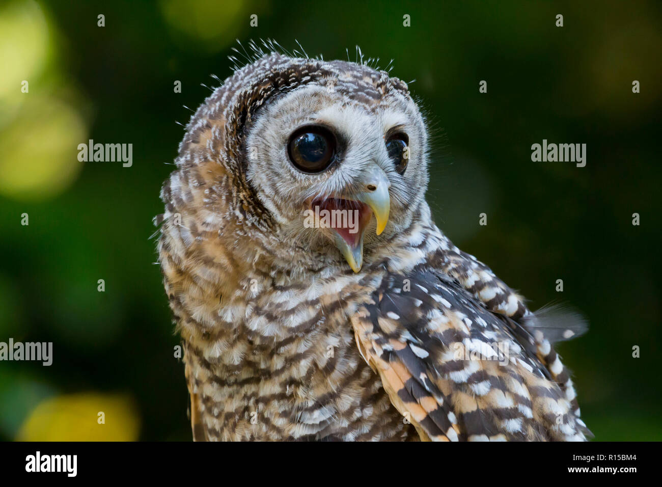 Portrait d'un jeune Chaco Owl (Strix chacoensis) Banque D'Images