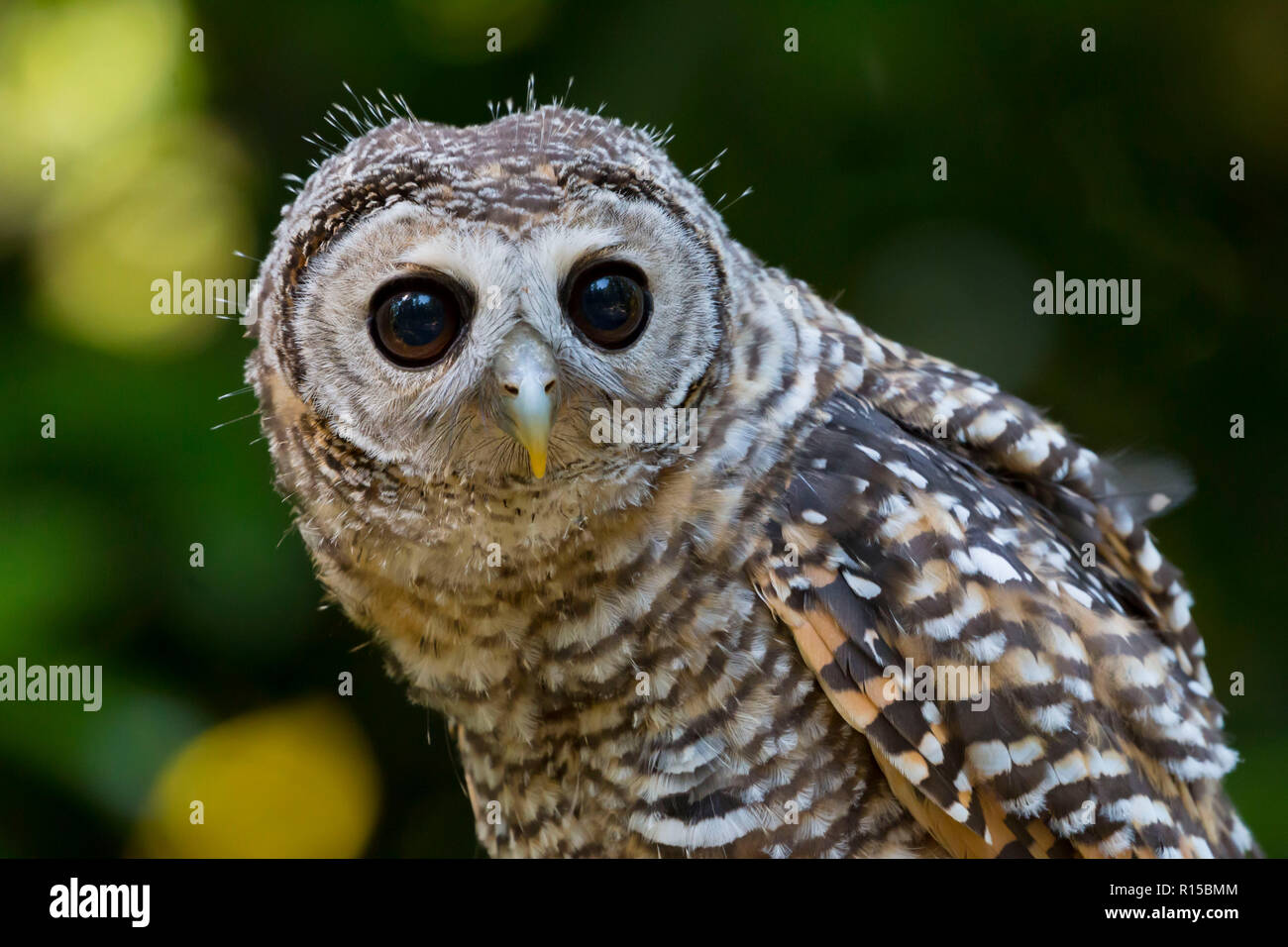 Portrait d'un jeune Chaco Owl (Strix chacoensis) Banque D'Images