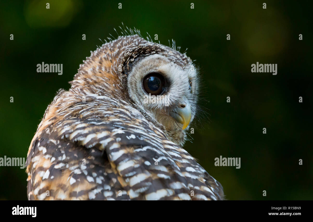 Portrait d'un jeune Chaco Owl (Strix chacoensis) Banque D'Images