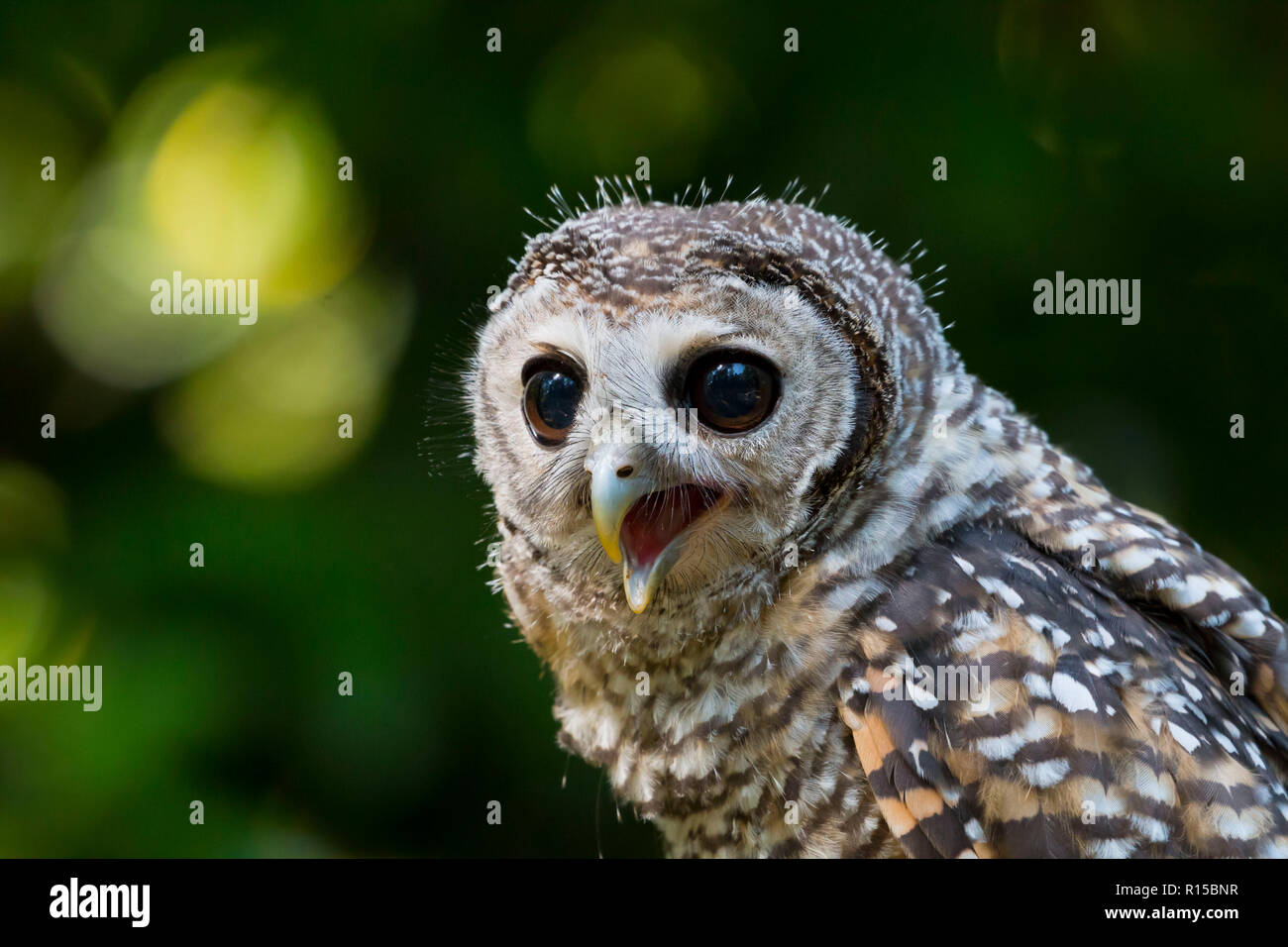 Portrait d'un jeune Chaco Owl (Strix chacoensis) Banque D'Images