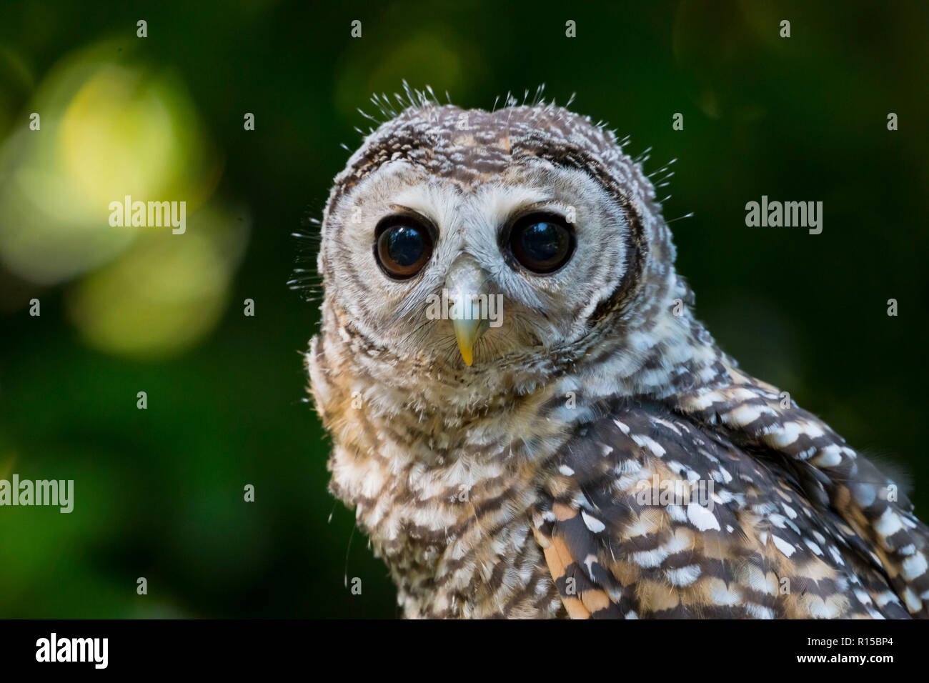 Portrait d'un jeune Chaco Owl (Strix chacoensis) Banque D'Images