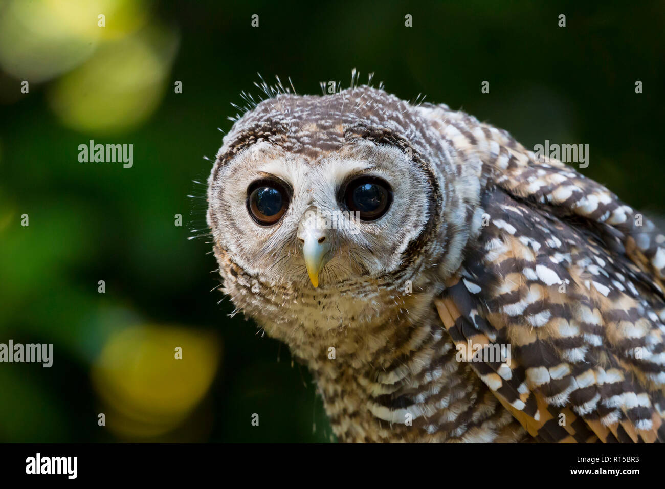 Portrait d'un jeune Chaco Owl (Strix chacoensis) Banque D'Images
