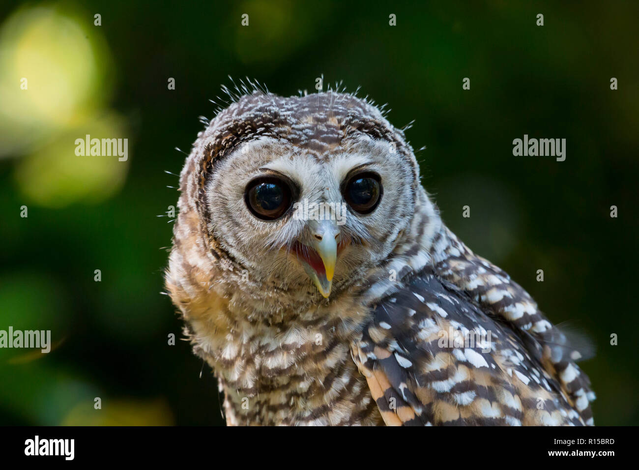 Portrait d'un jeune Chaco Owl (Strix chacoensis) Banque D'Images