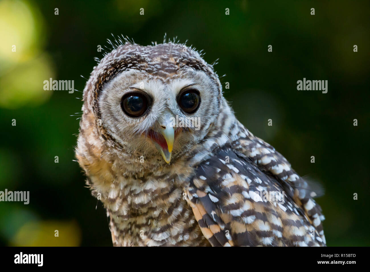 Portrait d'un jeune Chaco Owl (Strix chacoensis) Banque D'Images