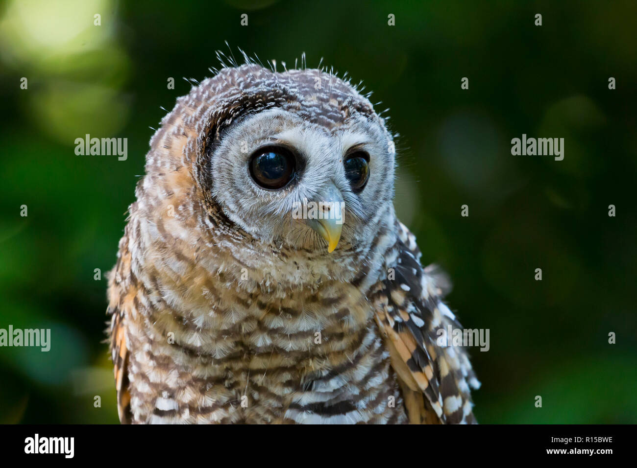 Portrait d'un jeune Chaco Owl (Strix chacoensis) Banque D'Images