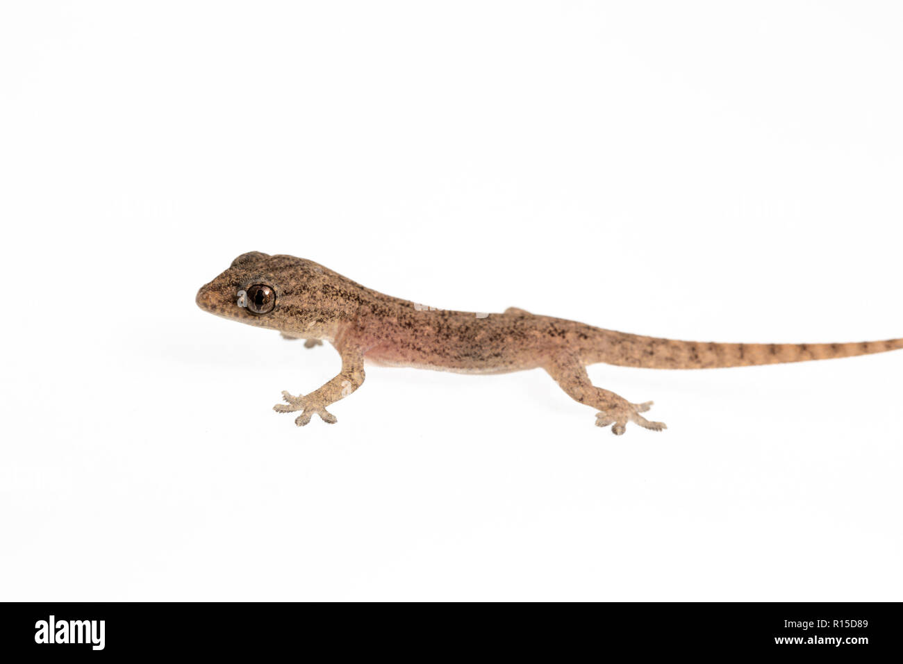 La petite maison Comon Gecko sur fond blanc Banque D'Images