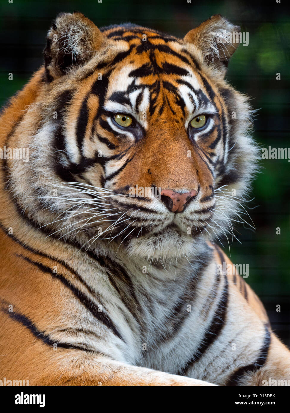 Tigre de Sumatra Panthera tigris sondaica prisonnier Banque D'Images