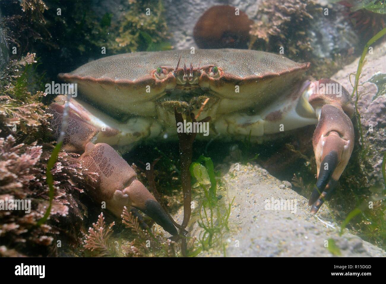 Tourteau (Cancer pagurus) dans une piscine dans les rochers, Cornwall, UK, septembre. Banque D'Images