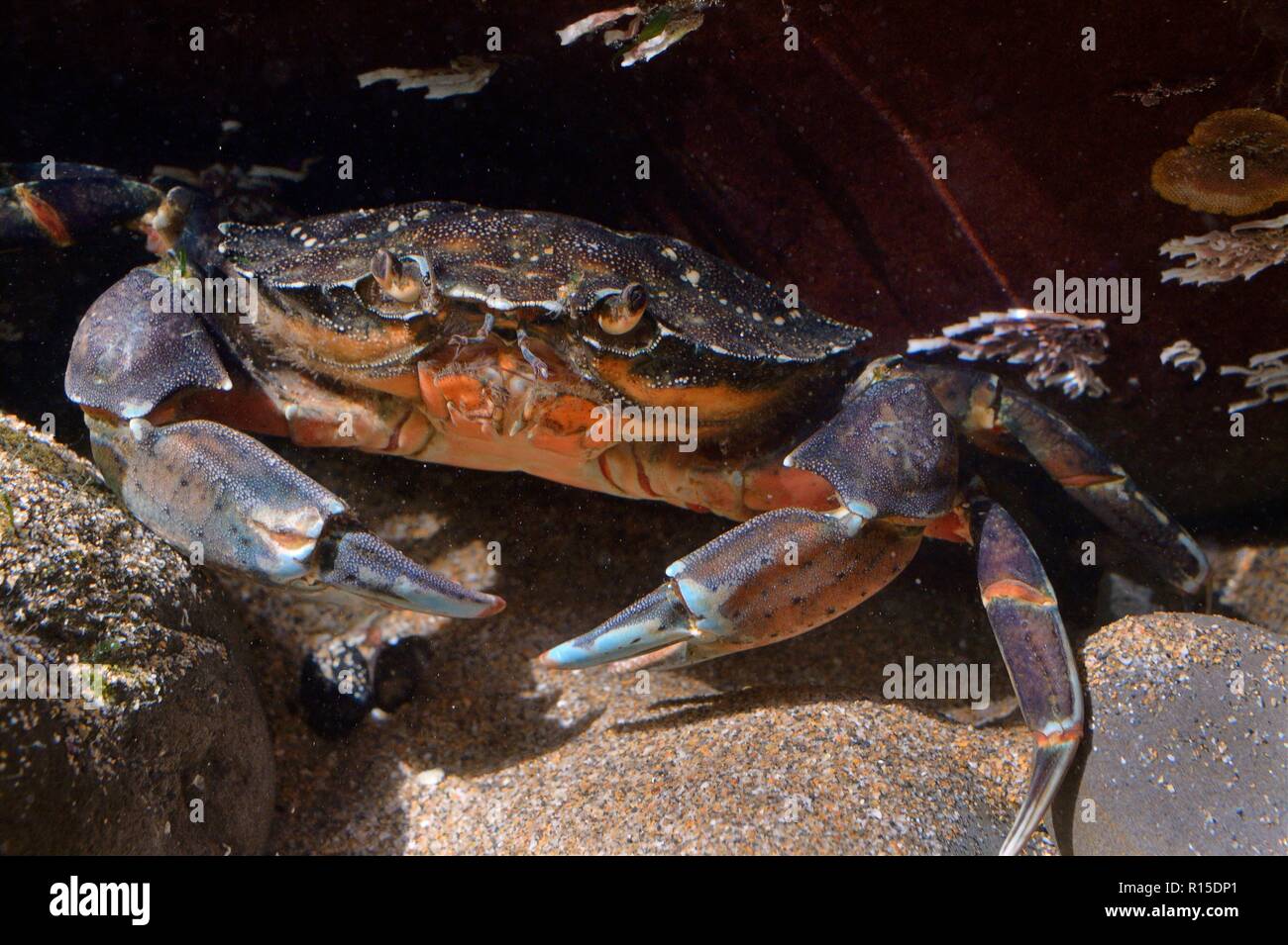 (Crabe Carcinus maenas) marcher dans une piscine dans les rochers, Cornwall, UK, septembre. Banque D'Images