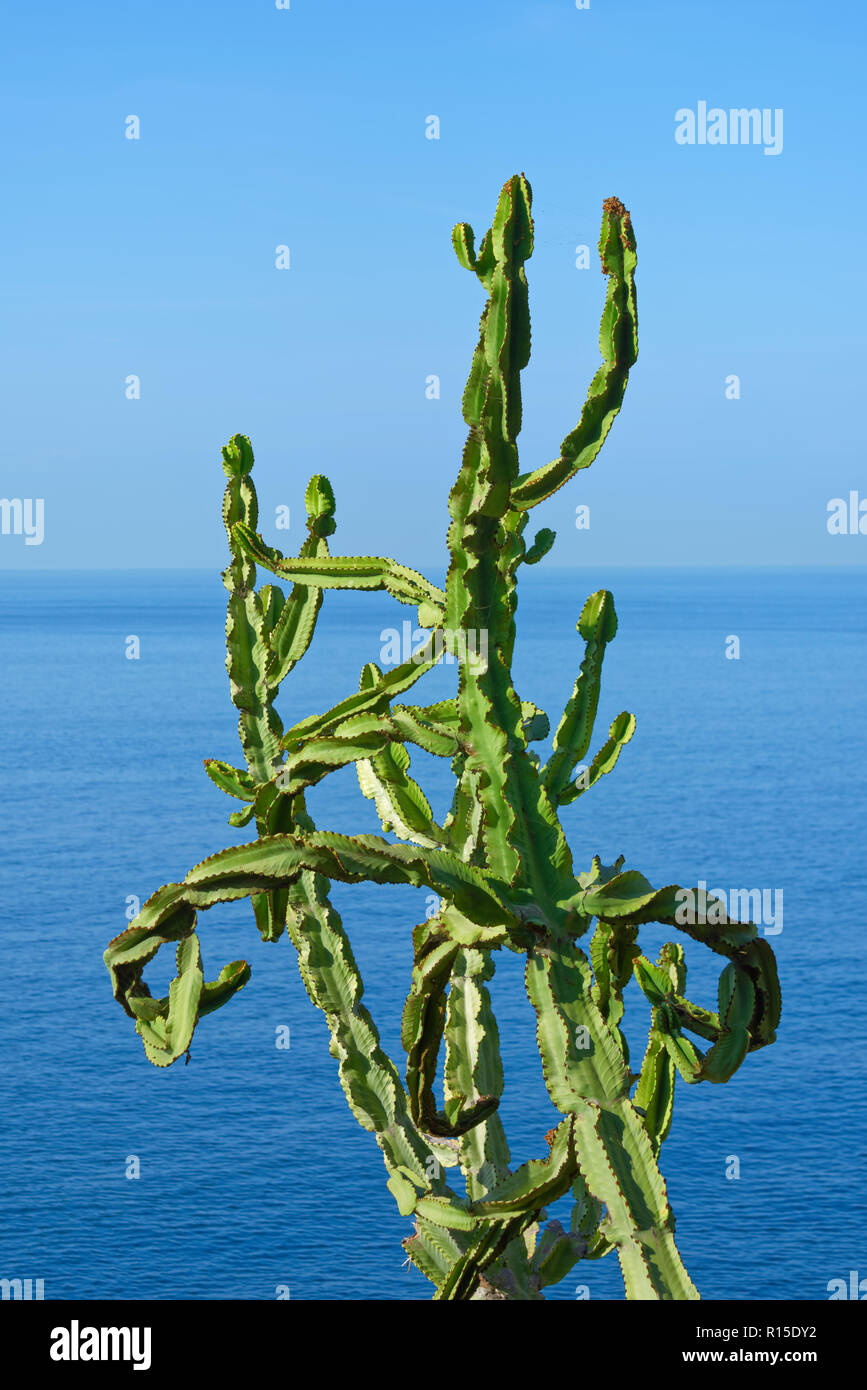 Cactus tordus branches contre l'eau de mer et de ciel bleu. L'île portugaise de Madère Banque D'Images