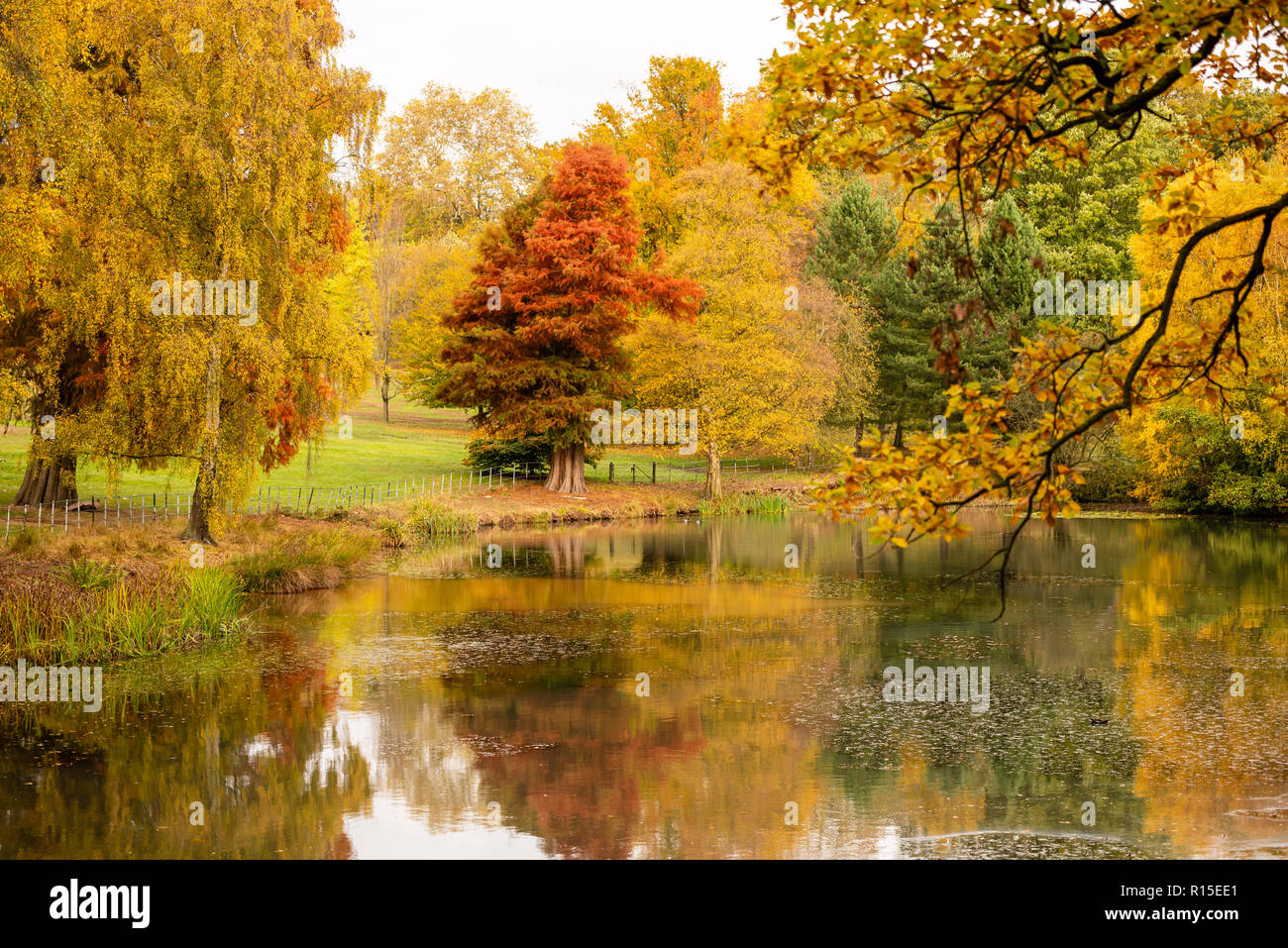 Couleurs d'automne dans la région de Hampstead Heath Banque D'Images