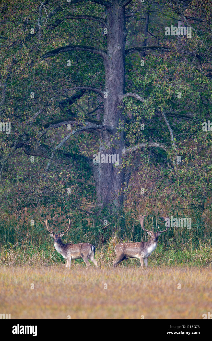 Deux Le daim (Dama dama) sur un pré à la lisière de la forêt dans la zone de protection de la nature Moenchbruch près de Francfort, Allemagne. Banque D'Images