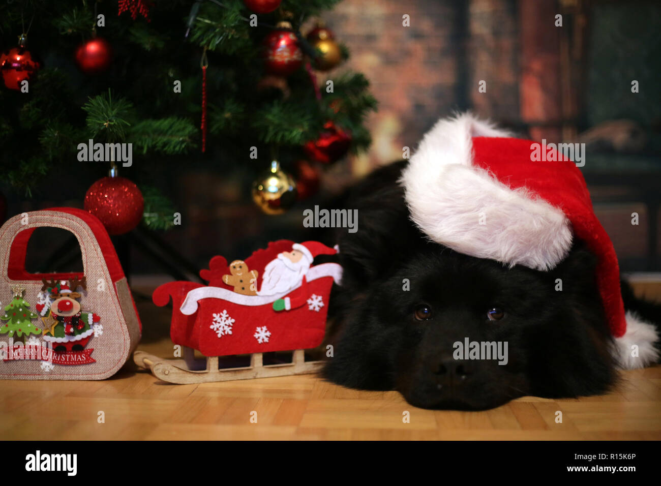 Belle eurasier chien noir couché par l'arbre de Noël avec Santa hat sur la tête. Banque D'Images