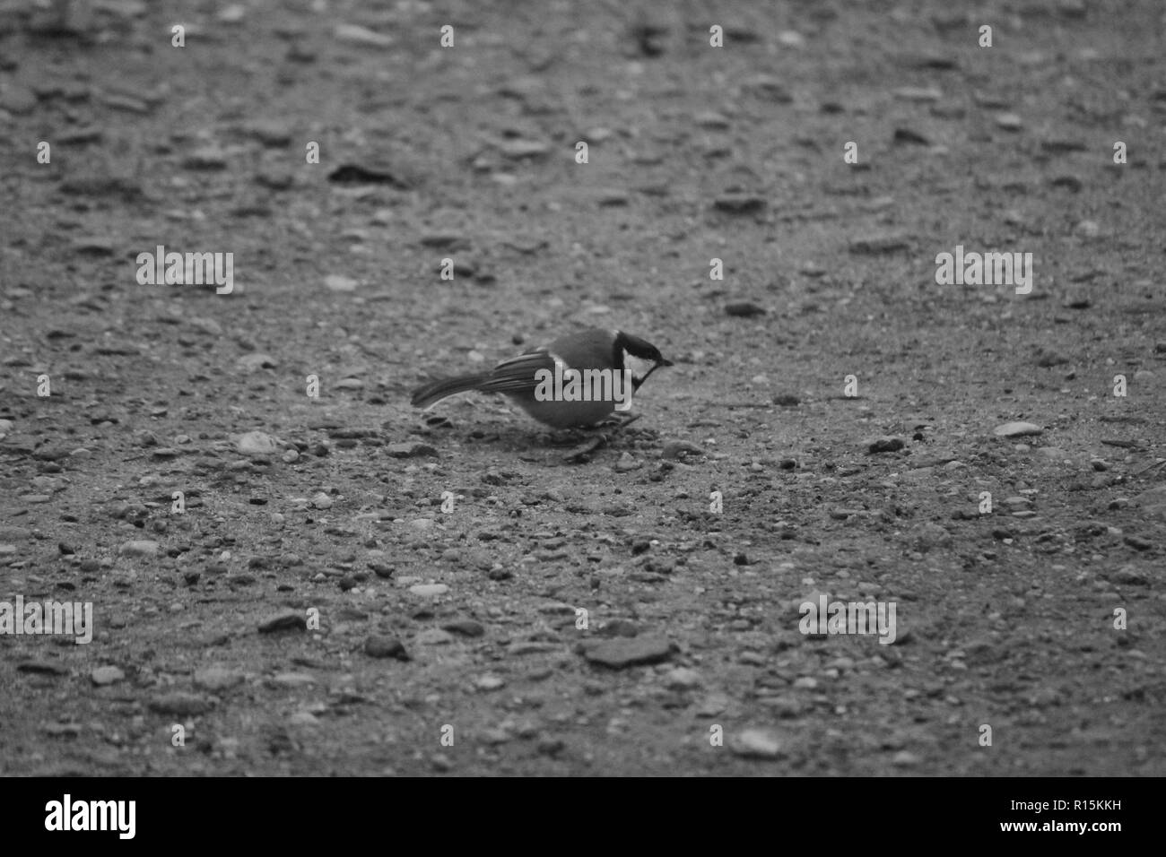 La vie des oiseaux de la ville sur les rues de la ville à l'automne froid matin Banque D'Images