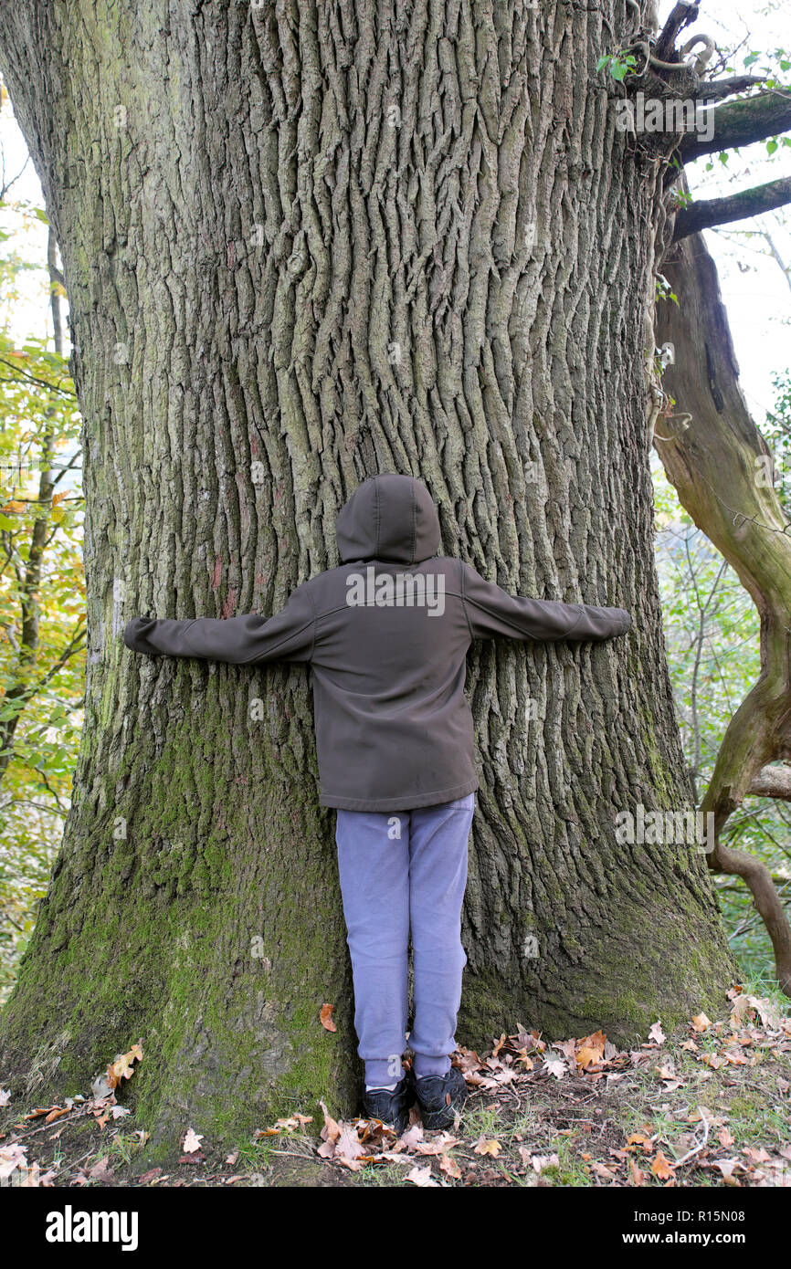 Vue arrière d'un boy hugging a tree in Dinefwr Park sur sa façon de visiter Dinefwr Castle Llandeilo Carmarthenshire South Wales UK KATHY DEWITT Banque D'Images