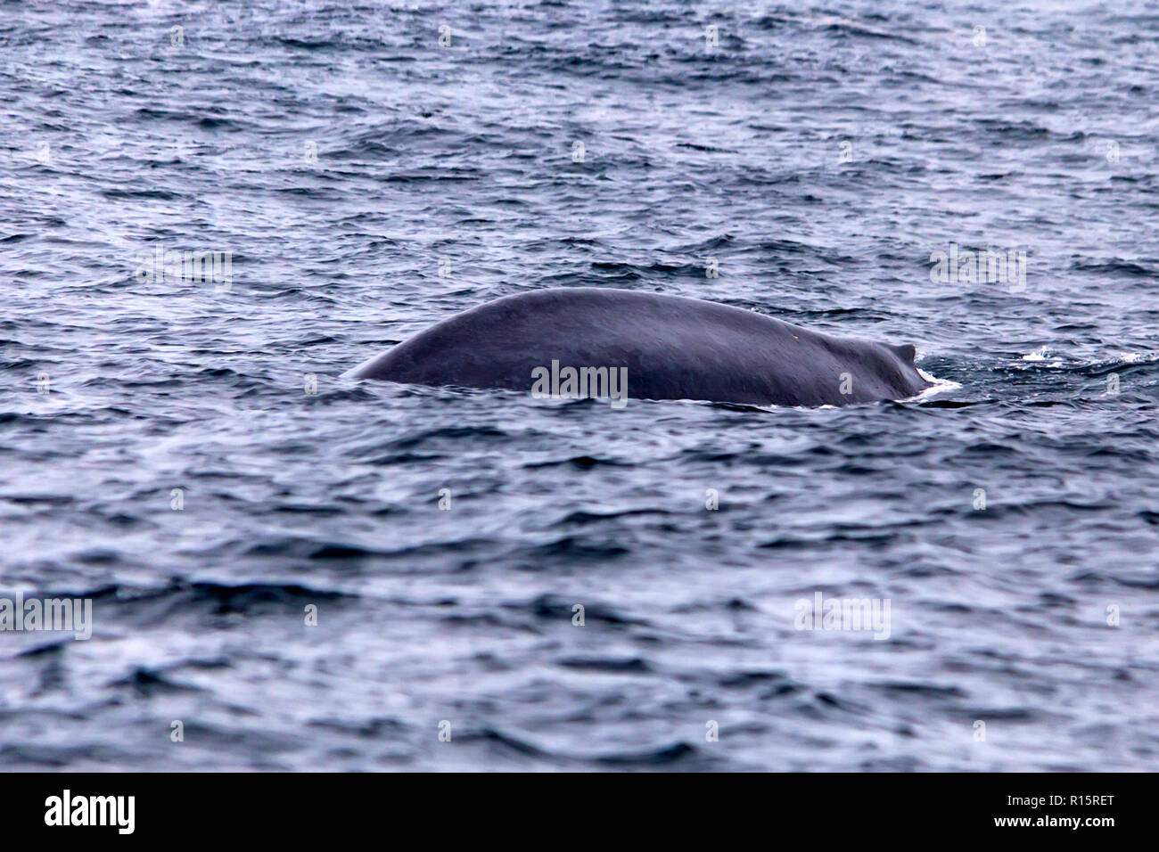 Un rorqual bleu Balaenoptera musculus ou dans l'eau Banque D'Images