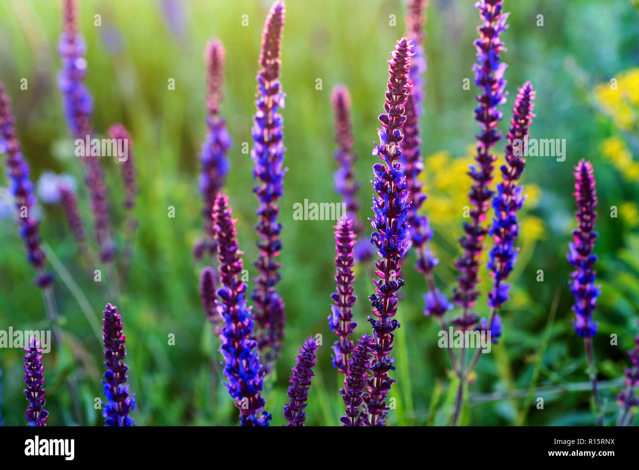 Les fleurs violettes de sauge ou Salvia divinorum Banque D'Images