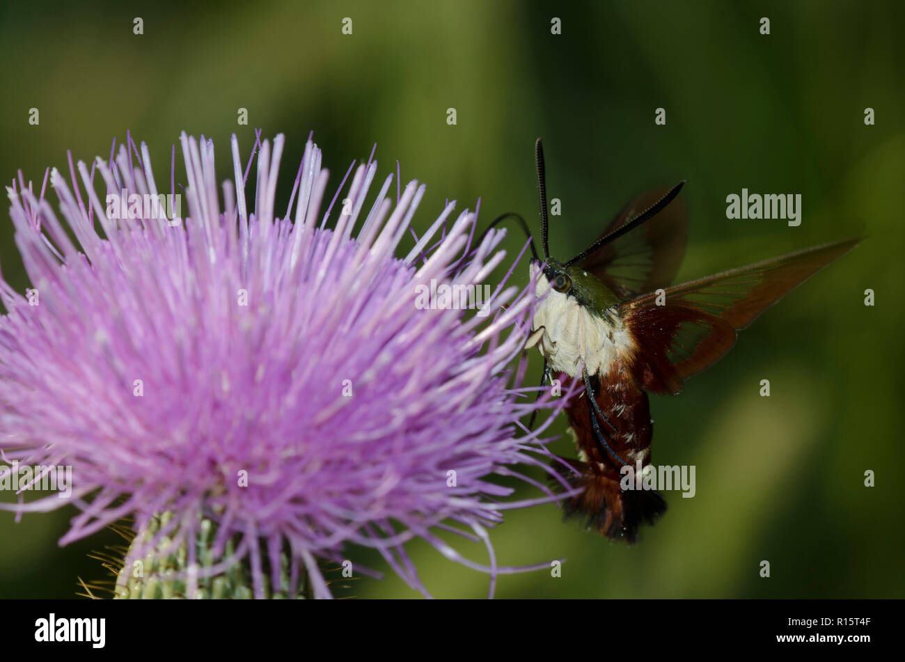 Sésie Hemaris thysbe, Hummingbird, planant dans la collecte de nectar de vol, chardon Cirsium sp. Banque D'Images