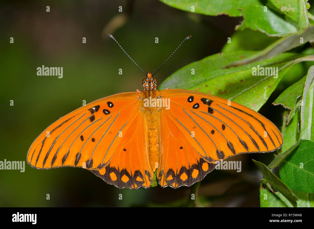 Gulf Fritillary, Dione incarnata Banque D'Images