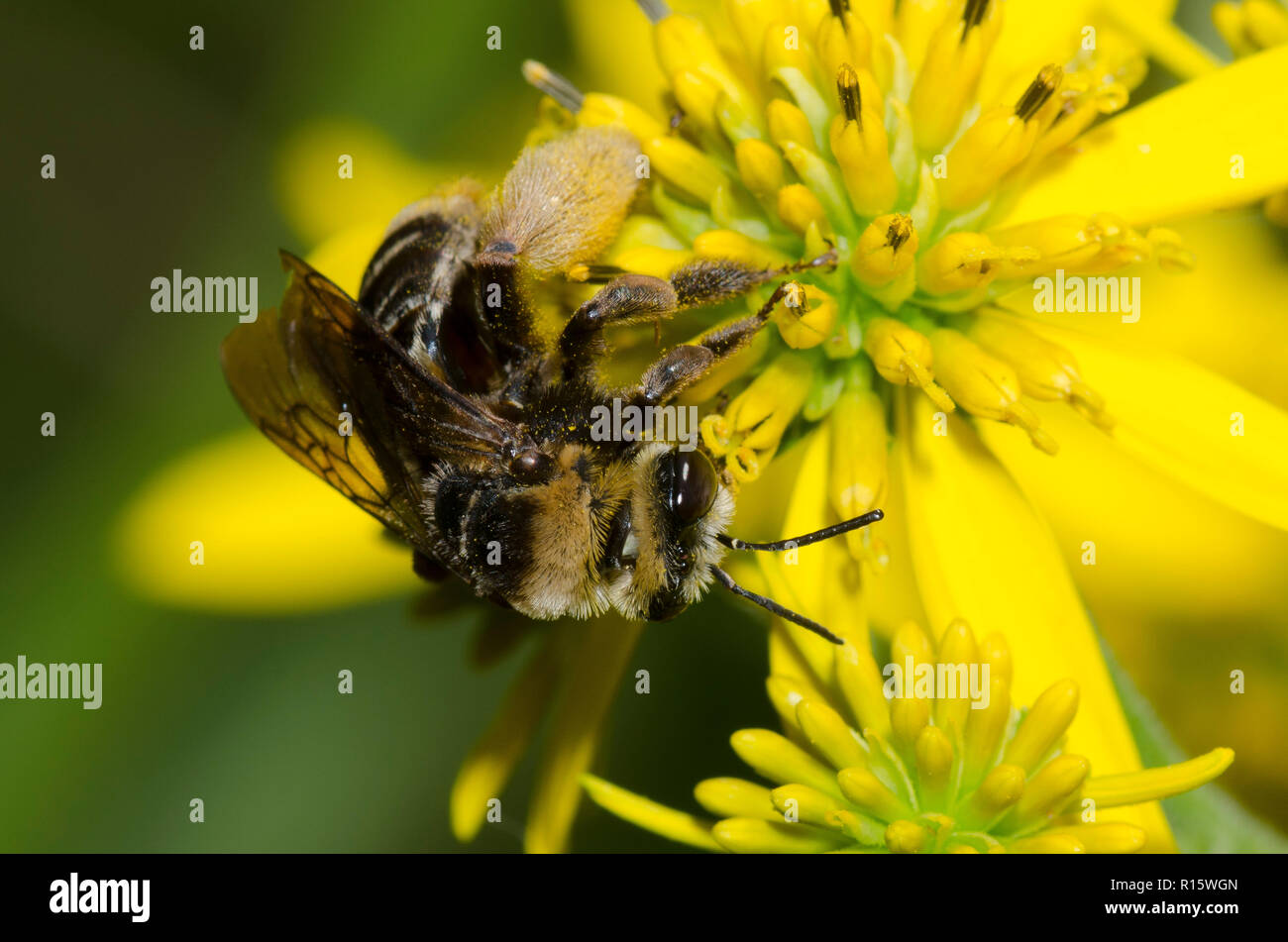 Le longicorne Bee, Svastra obliqua, qui se nourrissent de fleurs composite jaune Banque D'Images