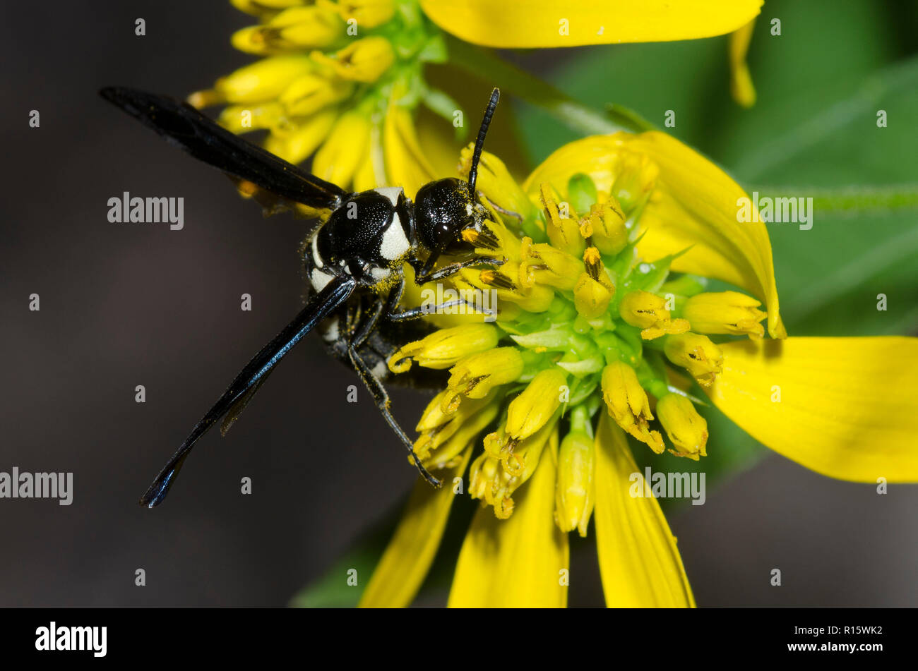 Pseudodynerus quadrisectus Potter, Wasp, qui se nourrissent de fleurs composite jaune Banque D'Images