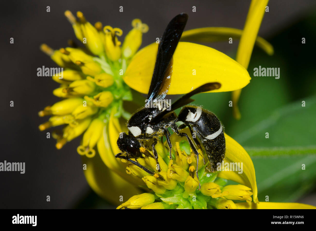 Pseudodynerus quadrisectus Potter, Wasp, qui se nourrissent de fleurs composite jaune Banque D'Images