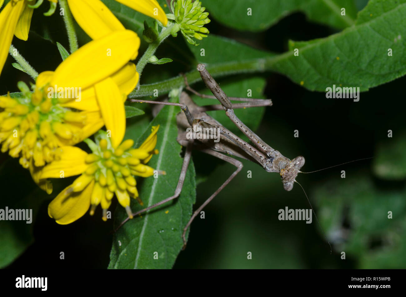 Mantis, Stagmomantis carolina carolina, la traque des proies dans fleurs composite jaune Banque D'Images