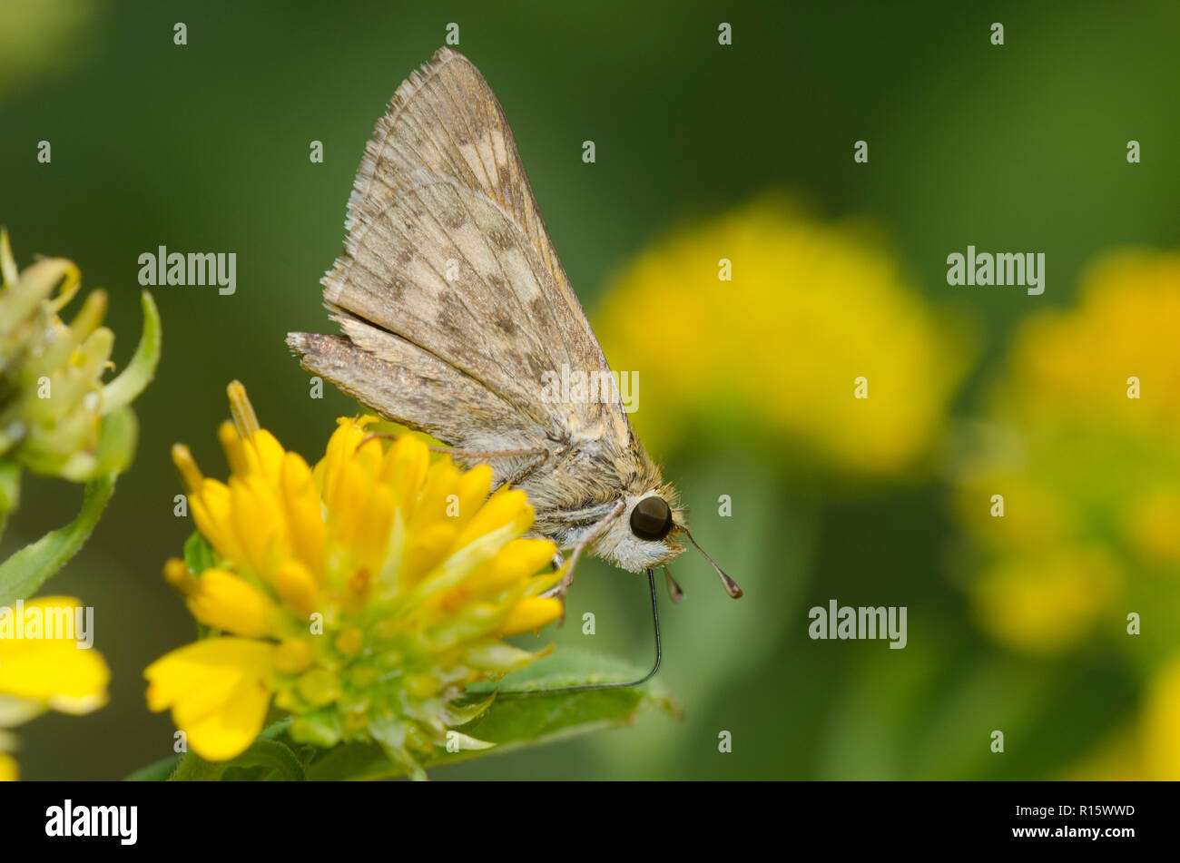 Skipper, Fiery hylephila phyleus, femme qui se nourrissent de fleurs composite jaune Banque D'Images