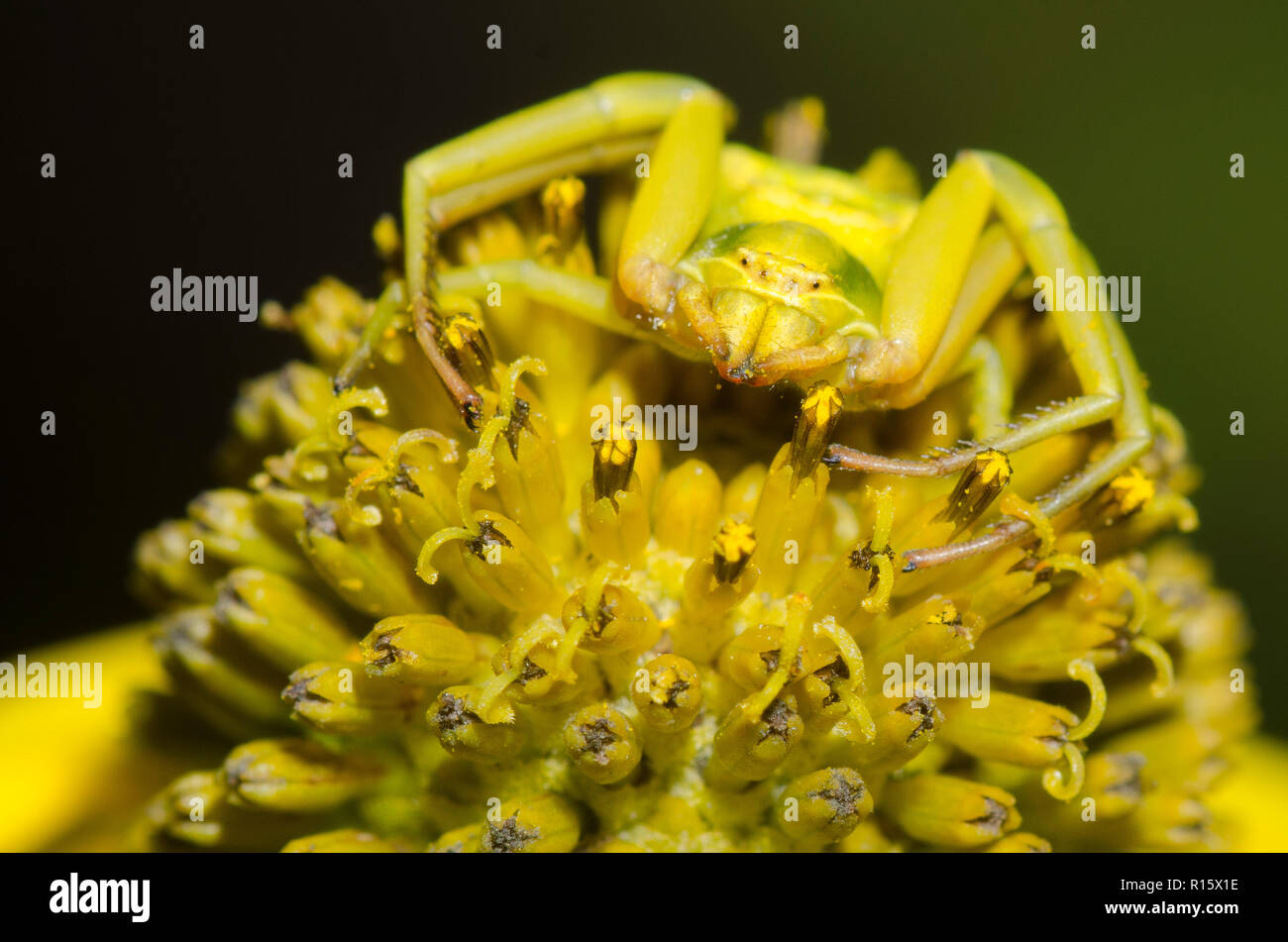 Whitebanded Misumenoides formosipes Crabe, araignée, attendant d'embuscade sur des proies fleur composite jaune Banque D'Images