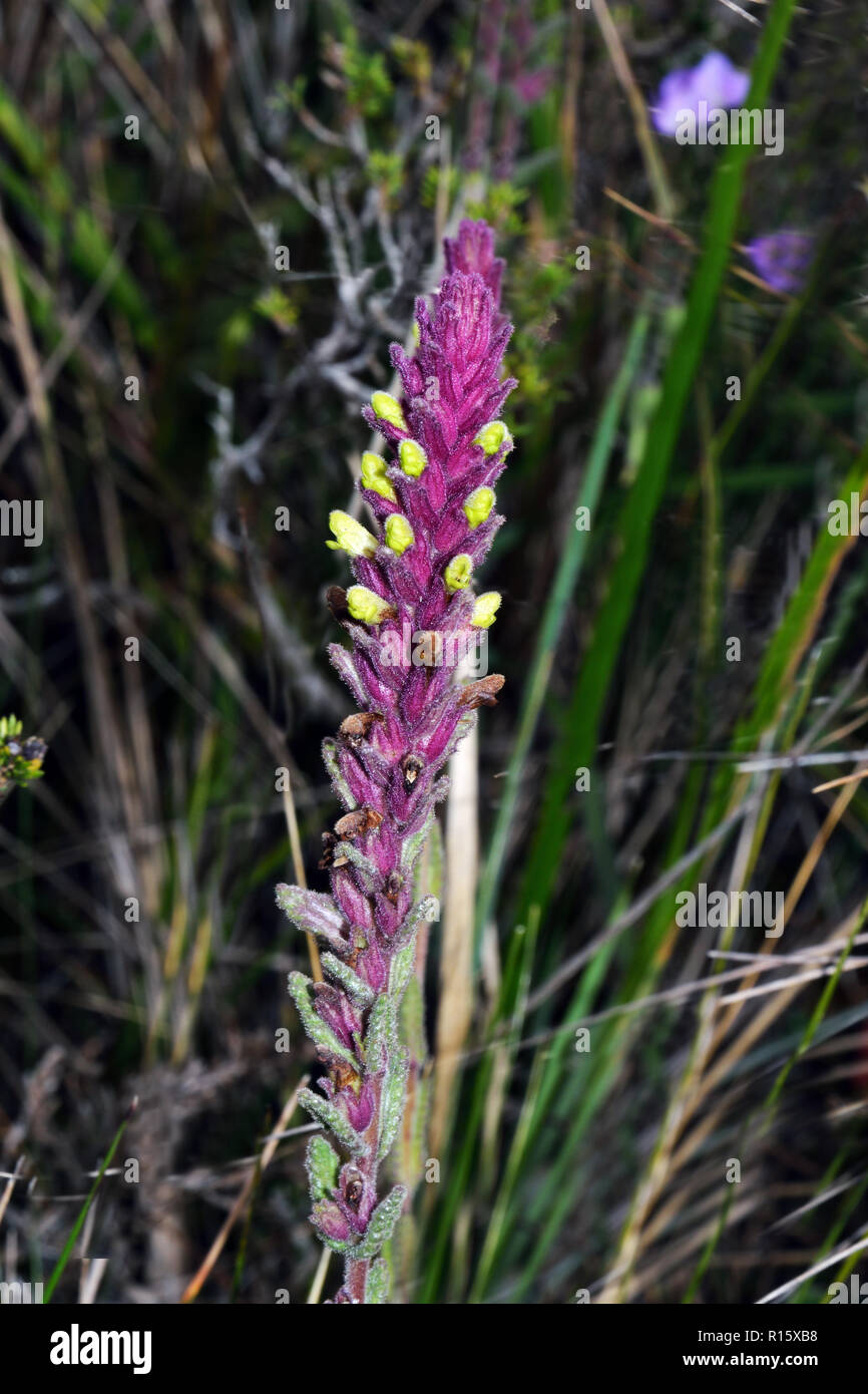 Bartsia ramosa est une espèce de plante de la famille des Orobanchacées qui est originaire de la Cordillère des Andes de l'Amérique du Sud. Banque D'Images