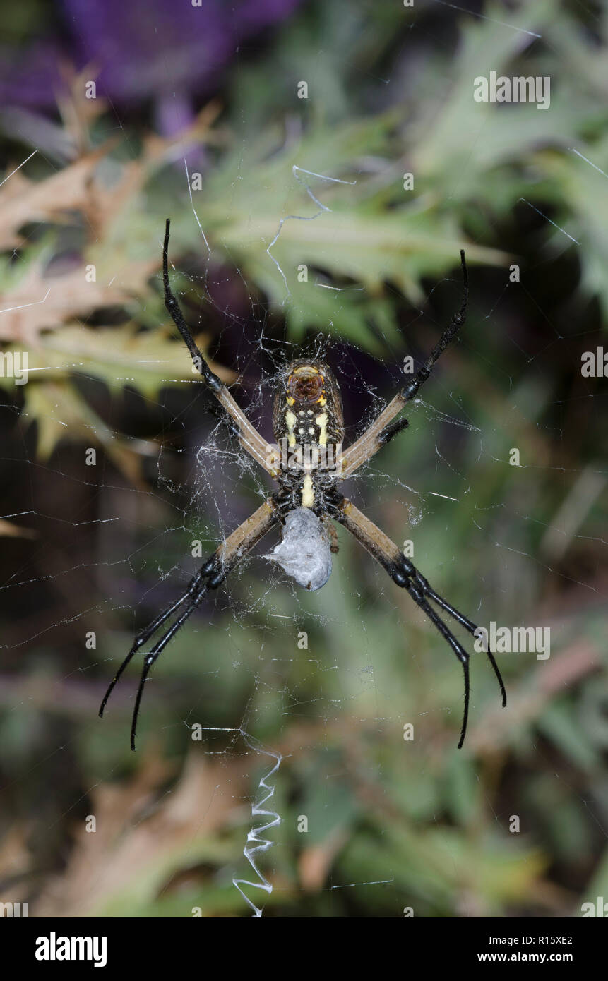 Argiope noir et jaune, l'Argiope aurantia, se nourrissant de proies capturées Banque D'Images
