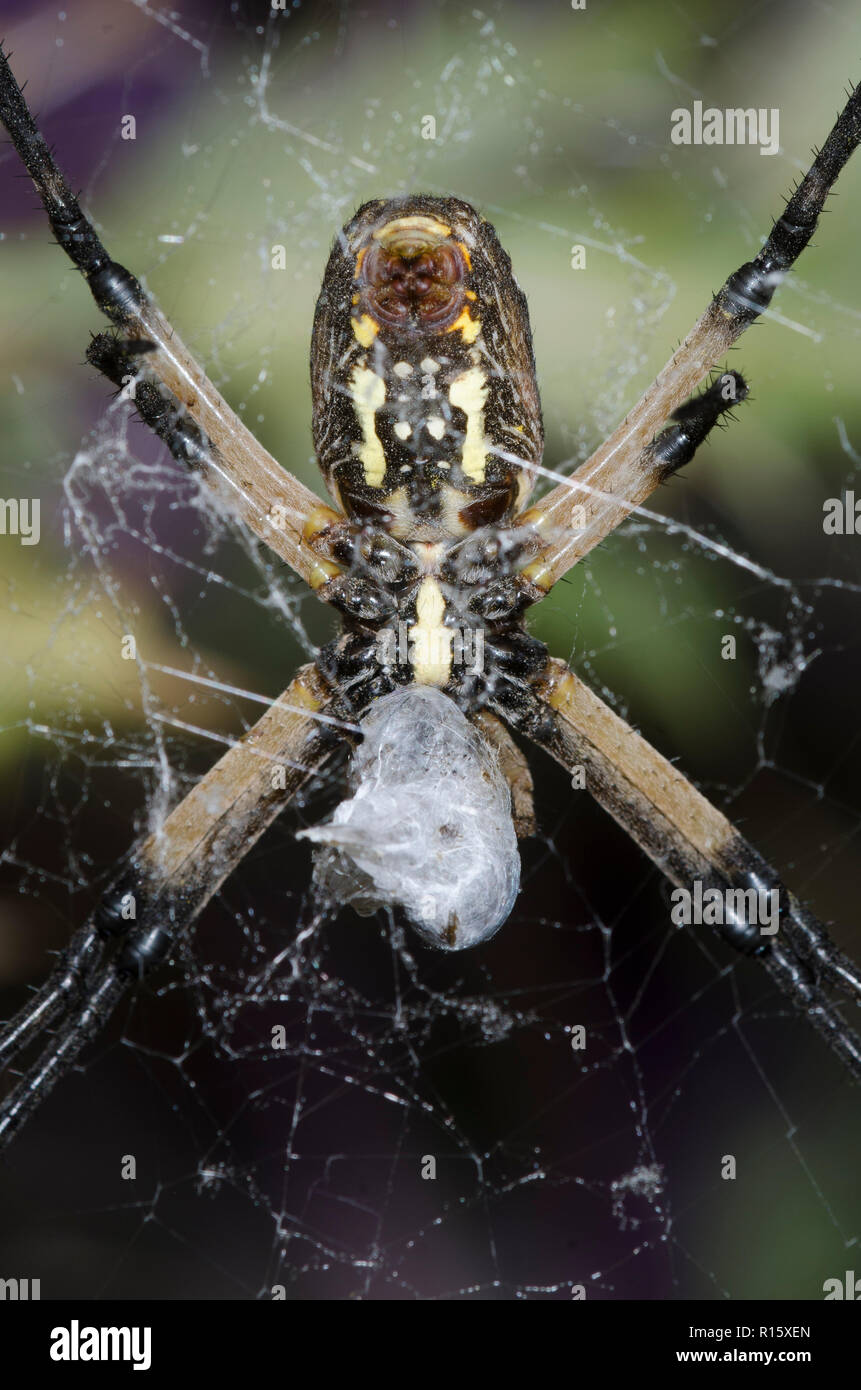 Argiope noir et jaune, l'Argiope aurantia, se nourrissant de proies capturées Banque D'Images