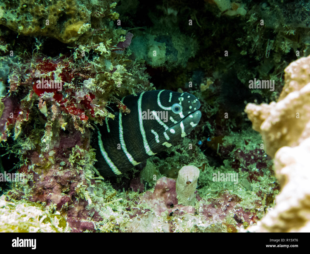 Zebra Murène se cachant dans les récifs coralliens - Kapalai, Bornéo, Sabah, Malaisie Banque D'Images