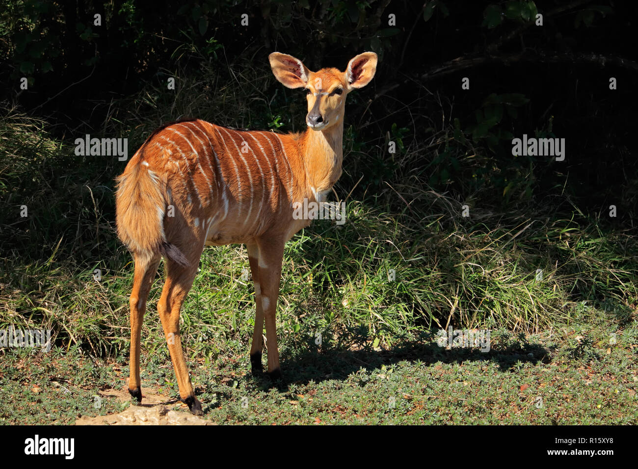 Antilope Nyala femelle (Tragelaphus angasii), Mkuze game reserve, Afrique du Sud Banque D'Images