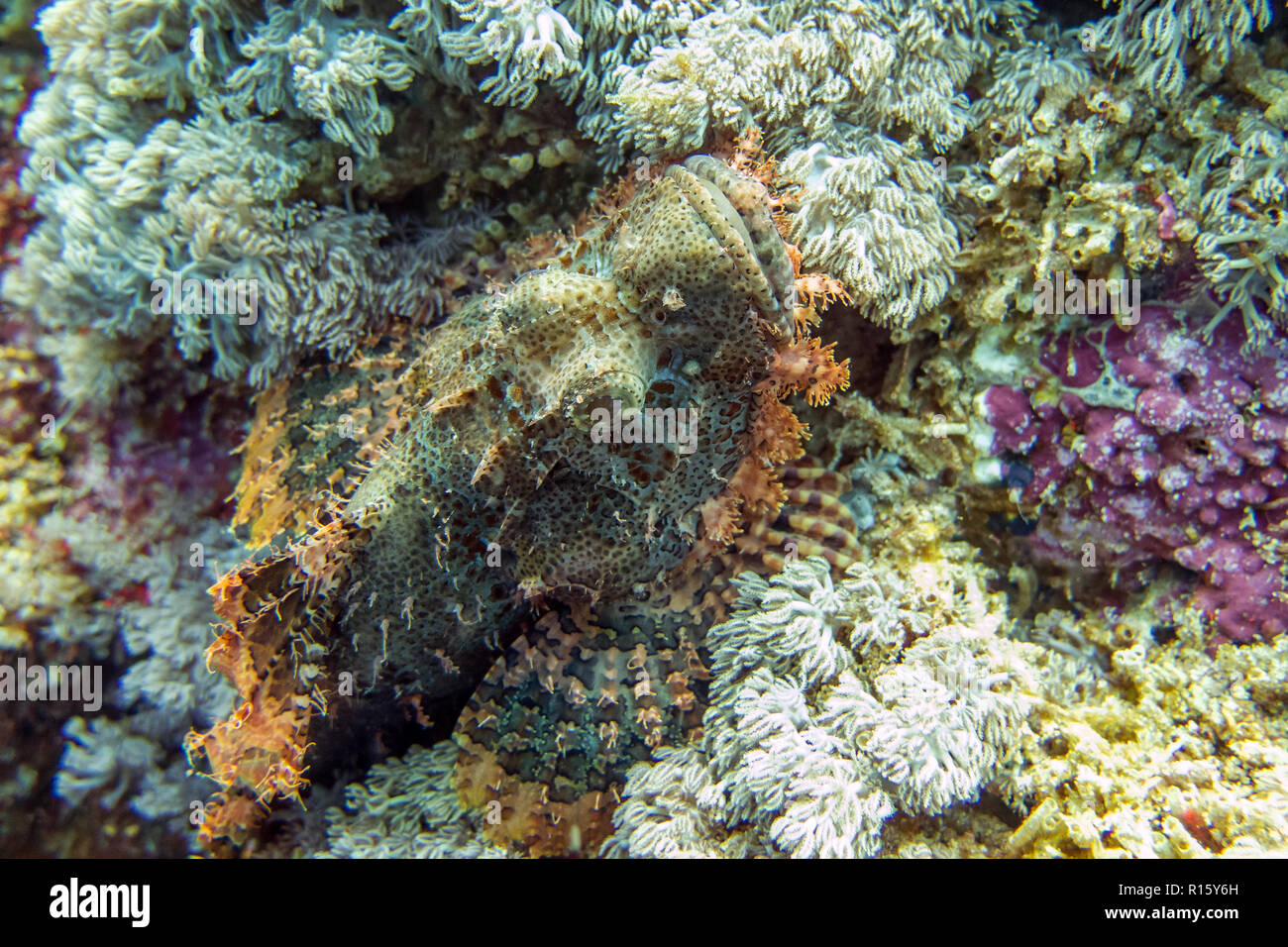 Scorpionfish camouflée sur Reef - Moalboal, Cebu, Philippines Banque D'Images