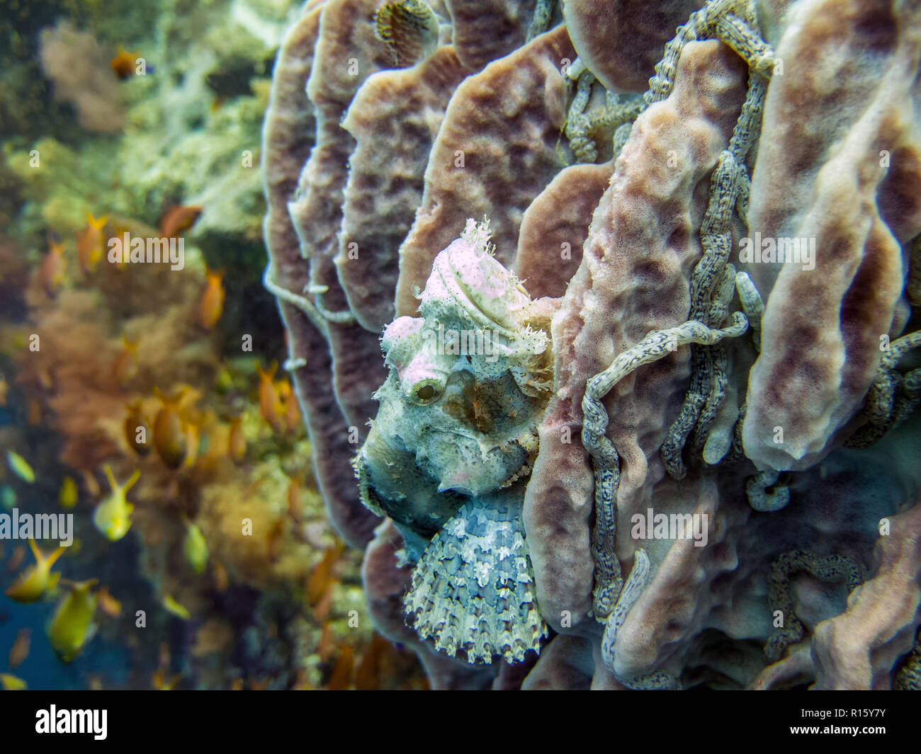 Scorpionfish camouflés sur les récifs coralliens - Moalboal, Cebu, Philippines Banque D'Images
