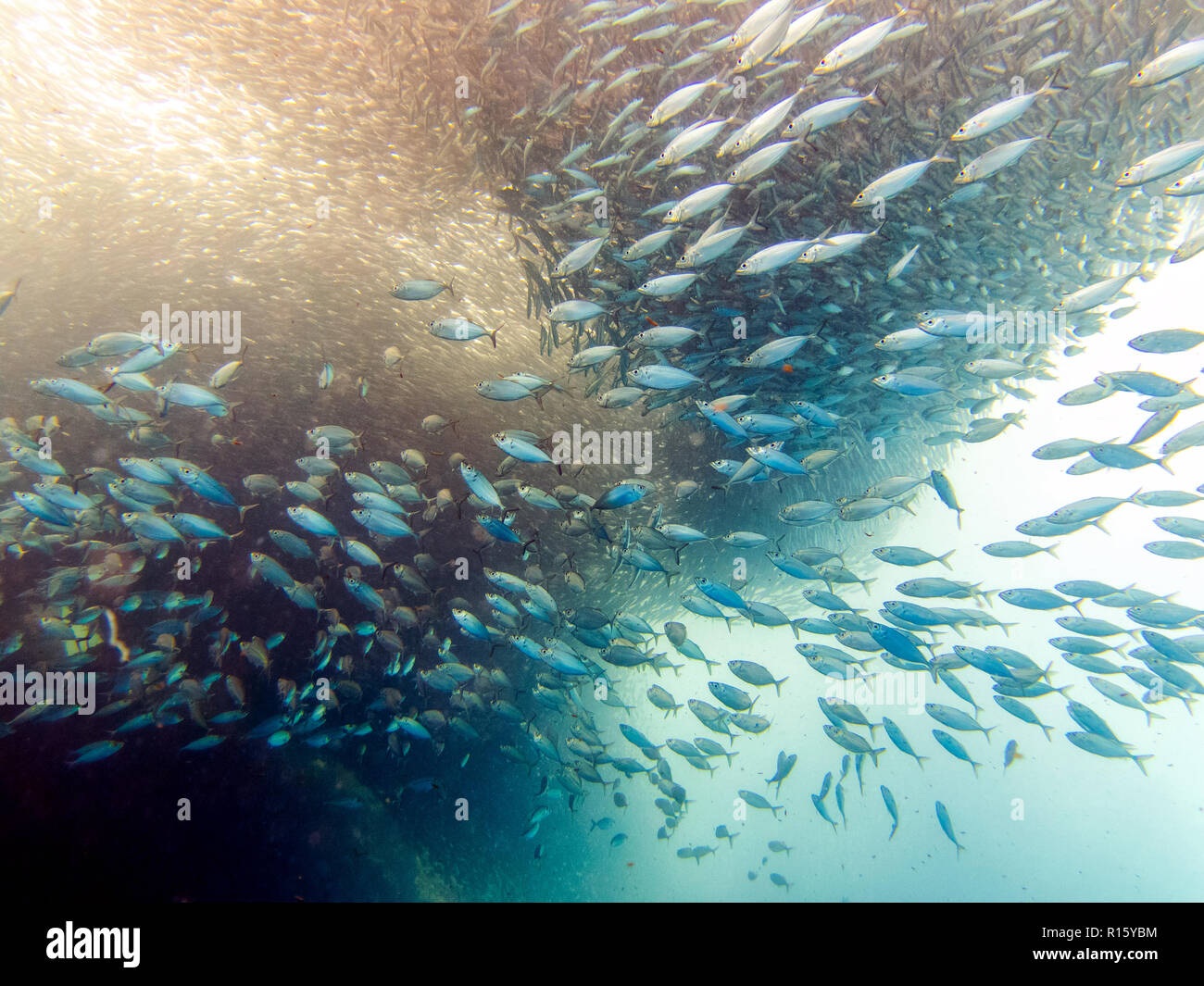 Balle de sardine à Moalboal, Cebu, Philippines Banque D'Images