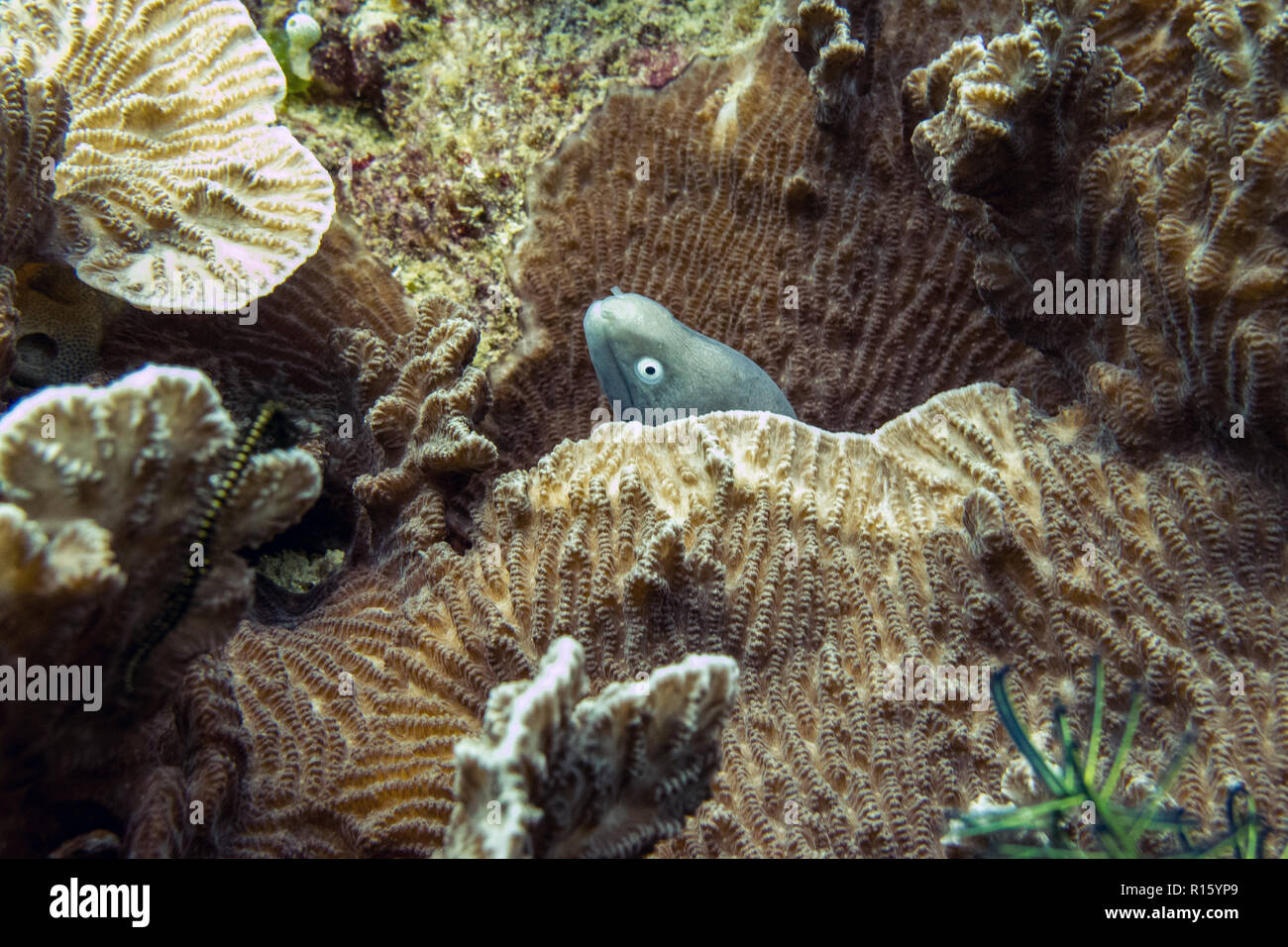 Murène timide dans les récifs coralliens - Borneo, Malaisie Banque D'Images