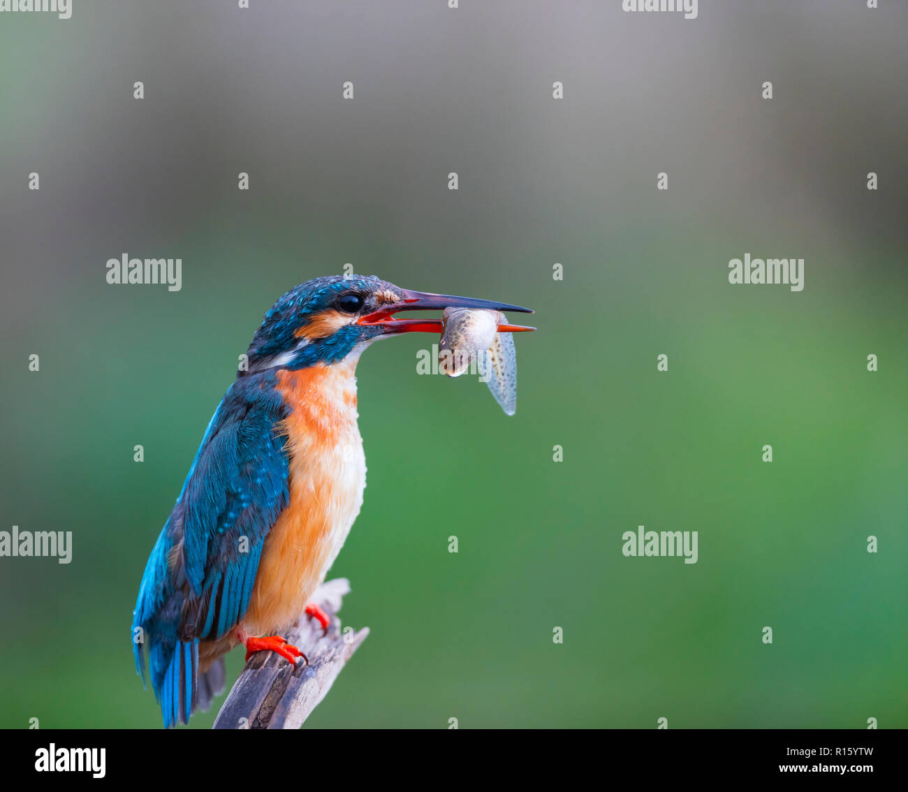 Kingfisher Kingfisher eurasien ou communs - MARTIN PESCADOR COMMUN (Alcedo atthis) Banque D'Images
