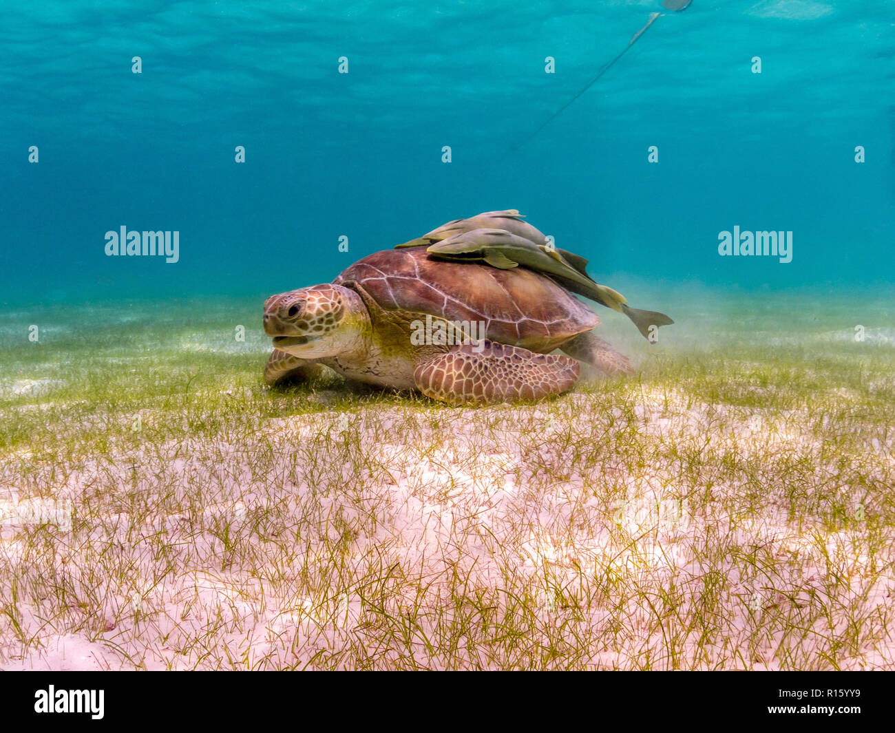 Tortue de mer verte mange de l'herbe avec Remoras sur Shell - Akumal, Mexique, mer des Caraïbes Banque D'Images
