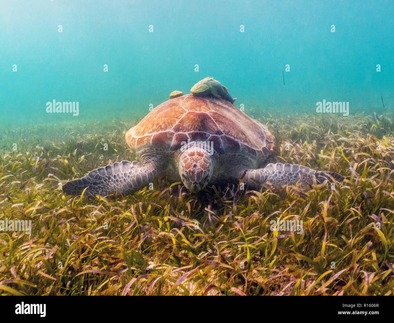 Tortue de mer verte mange de l'herbe avec Remora sur Shell - Akumal, Mexique Banque D'Images