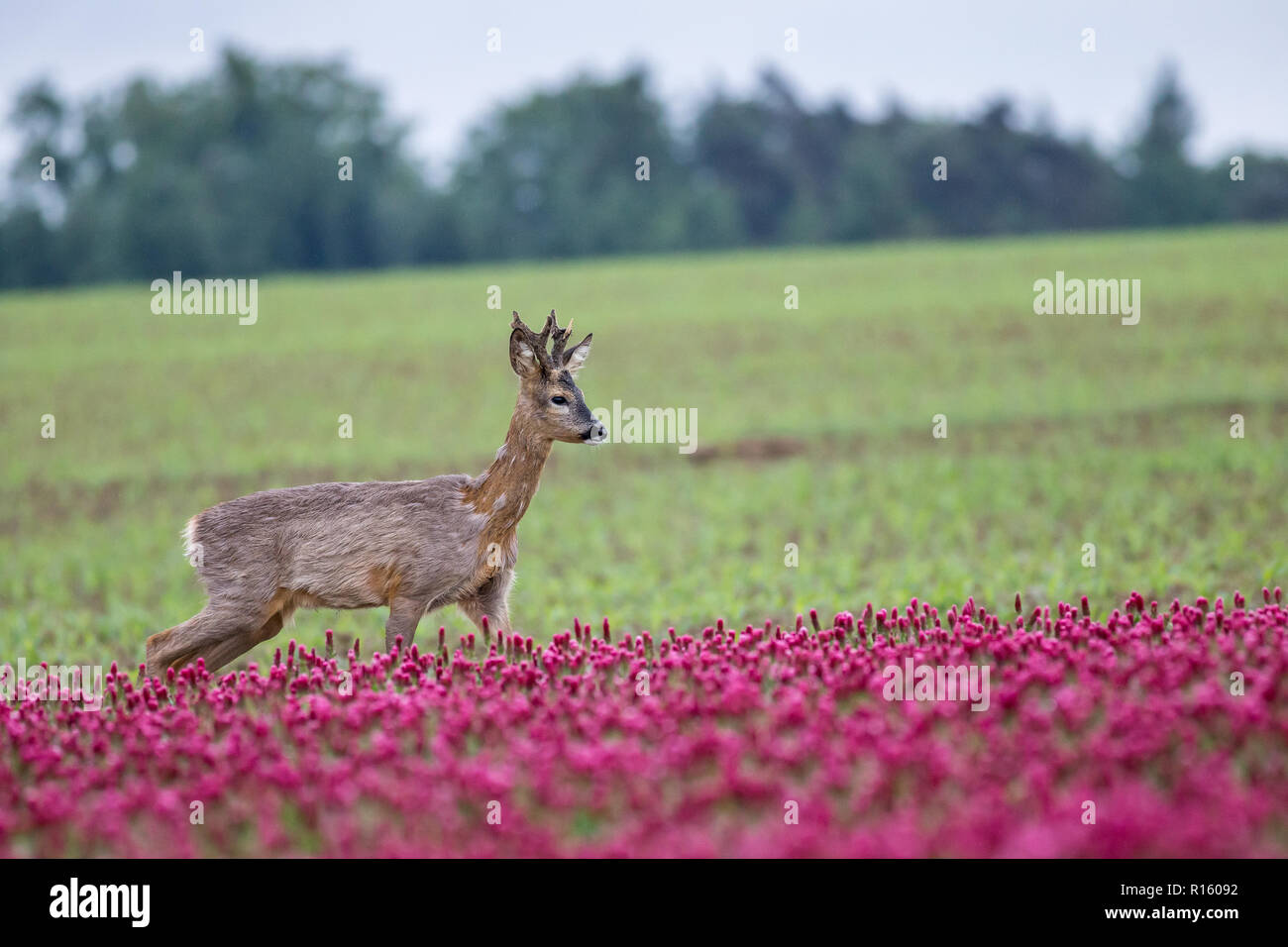 Young Buck Chevreuil (Capreolus capreolus) dans la pourpre trifolium, nature sauvage, République Tchèque Banque D'Images