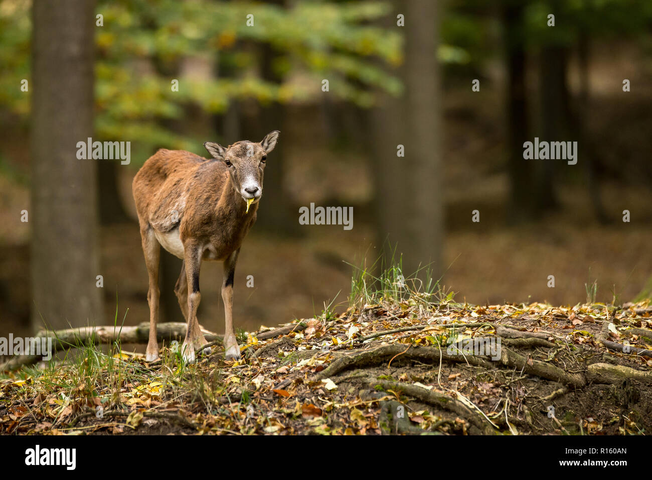 Mouflon européen brebis (Ovis orientalis musimon) manger des feuilles de frêne dans la forêt, la nature sauvage de la République tchèque Banque D'Images