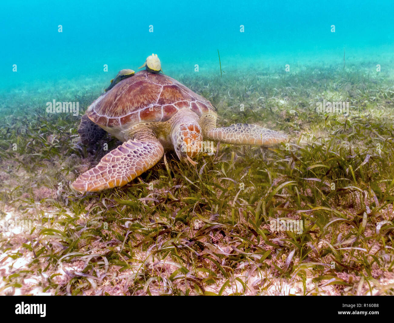 Tortue de mer verte mange de l'herbe avec Remora sur Shell - Akumal, Mexique Banque D'Images