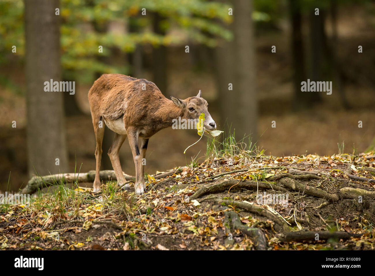 Mouflon européen brebis (Ovis orientalis musimon) manger des feuilles de frêne dans la forêt, la nature sauvage de la République tchèque Banque D'Images