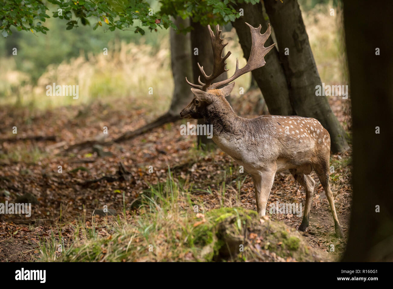 Buck daim (Dama dama) restant dans la forêt au cours de l'automne saison du rut garde son territoire, nature de la faune de la République tchèque Banque D'Images