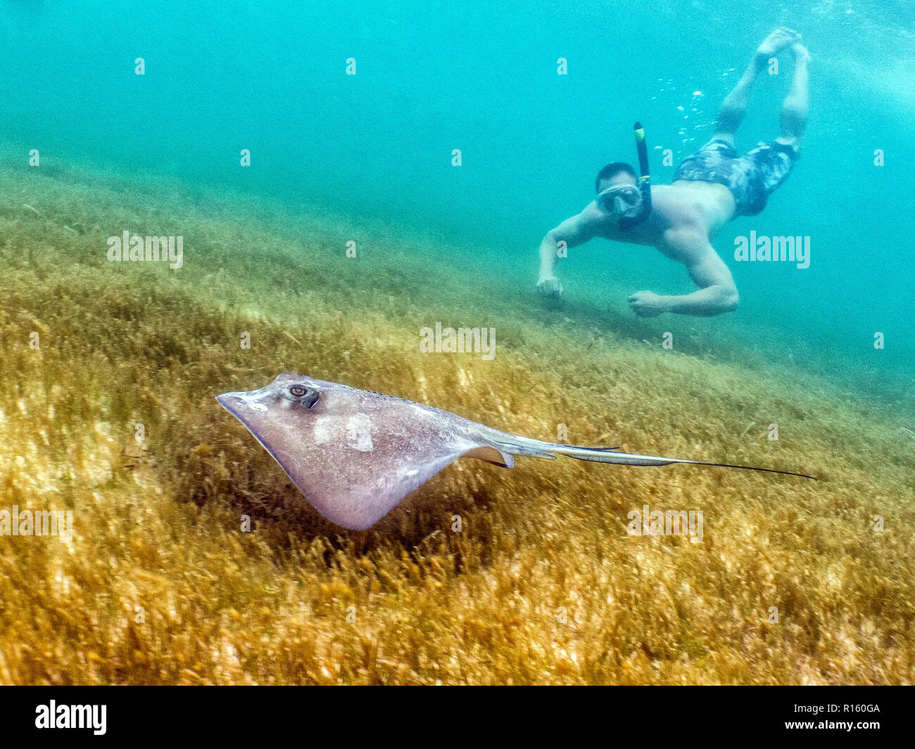 Stingray la natation dans l'Herbe de mer à Belize Banque D'Images