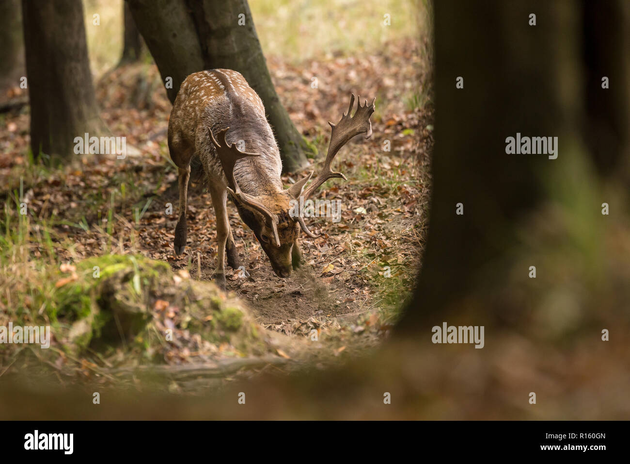 Buck daim (Dama dama) de patte le terrain dans la forêt au cours de l'automne saison du rut, la nature de la faune de la République tchèque Banque D'Images